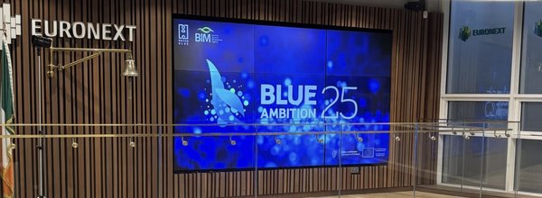 Blue Ambition 25