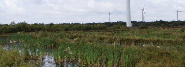 1st International Duckweed Workshop